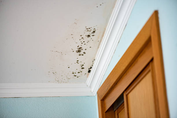 Best Black Mold Removal  in Fair Haven, NJ