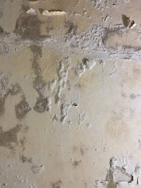 Best Mold Damage Repair  in Fair Haven, NJ
