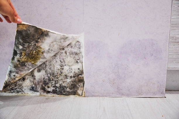 Best Office Mold Removal Services  in Fair Haven, NJ